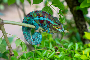 树枝上的多彩变色龙