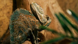 栖息于绿植旁的变色龙