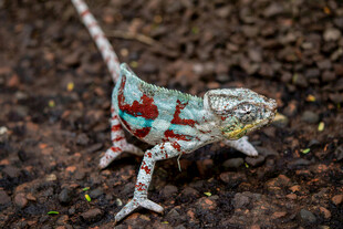 彩色花纹蜥蜴特写