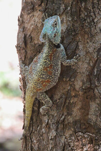 树干上的多彩变色龙