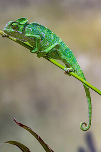 绿色变色龙栖息于枝上