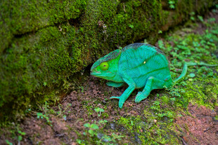 绿色变色龙栖息于苔藓旁
