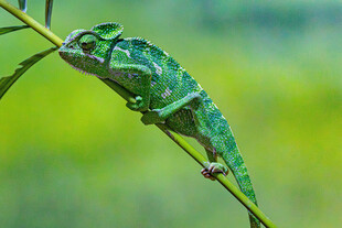 树枝上的绿色变色龙