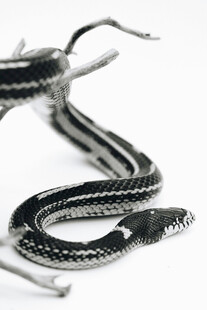 黑白条纹蛇特写
