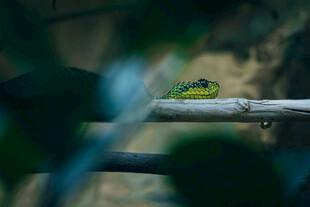 绿叶间休憩的绿色小昆虫