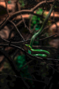 翠绿藤蔓上的蜿蜒绿蛇