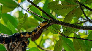 树枝上的多彩蛇