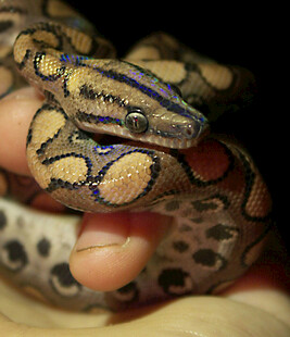 手托美丽花纹的蛇