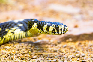黑黄花纹蛇特写