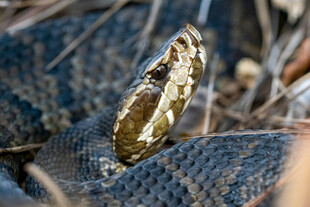 特写盘踞的花纹蛇