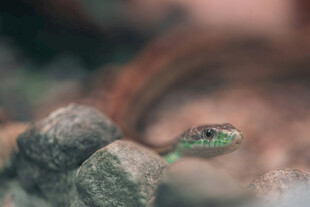 岩石边的绿色蛇头