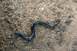 地面上的蓝色蜿蜒蛇类