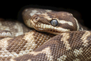 盘绕的花纹蟒蛇