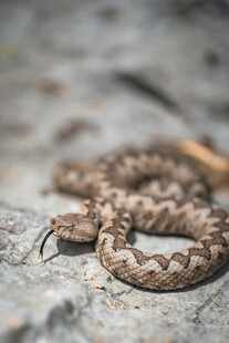 岩石上蜷曲的花纹蛇