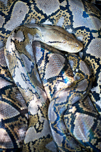 一堆多彩蛇皮纹理的鱼