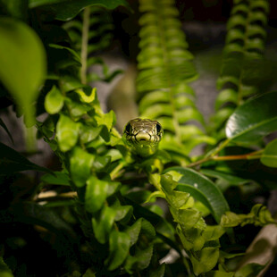 绿叶丛中的神秘青蛙