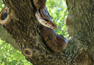 树上挂着的复古风皮靴