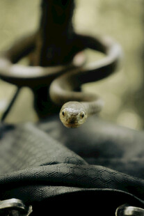 蛇盘踞于物件上的瞬间