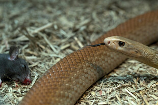 蛇捕食老鼠瞬间