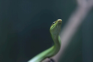 翠绿蛇栖息于枝头