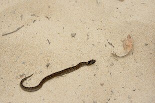 沙滩上的鱼钩与小鱼