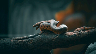 树枝上的小变色龙