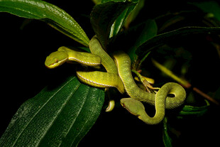 绿叶上的黄绿色蛇