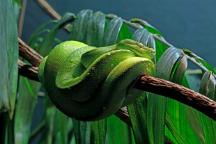 树枝上蜷曲的绿色蛇