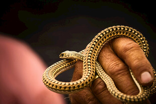 手中缠绕的精致金色小蛇