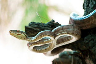 树上盘踞的花纹蟒蛇