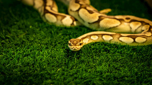 盘绕在绿草地上的美丽蟒蛇