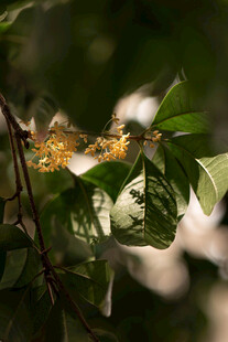 枝头繁花绿叶的美丽景致