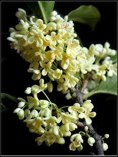 淡雅桂花绽放枝头