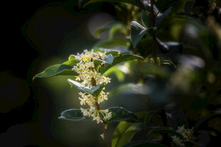 阳光下的嫩绿植物花朵