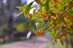 枝头绽放的橙色小花