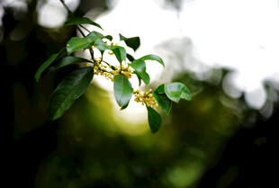 阳光下的嫩绿枝叶