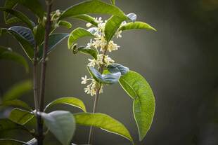 枝头绽放的清新桂花