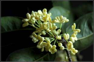 簇簇黄桂花绽放绿叶间