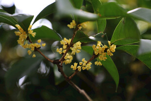 枝头绽放的金黄桂花