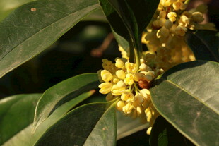 桂花枝头蜜蜂采蜜图