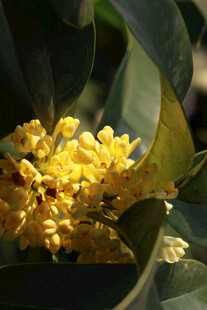 金黄桂花绽于绿叶间