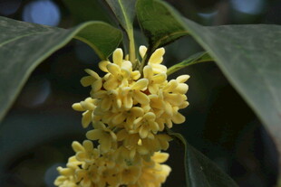 金黄桂花绽放枝头