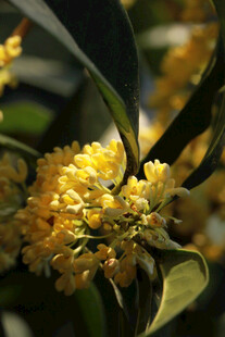 金黄桂花绽放于绿叶间