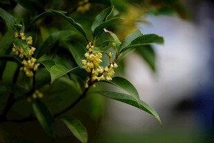 绿叶间的黄色小花绽放