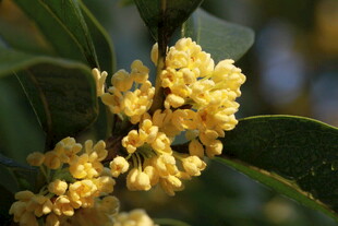 金黄桂花绽放枝头