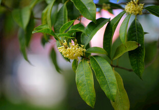 绿叶间绽放的黄色小花