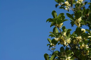 蓝天映衬下的繁茂花枝