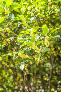 绿叶繁茂的生机景象
