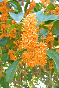 盛开的橙色桂花