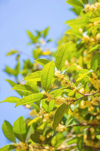 阳光下的翠绿枝叶